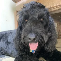 Photo of Walter, a black doodle