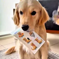 Custom dog stickers — golden retriever video